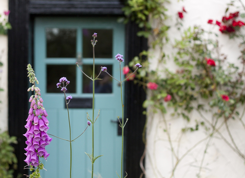 A bright purple tower of foxgloves rises up in front of the green door of a cottage, with white stone walls draped in green climbers